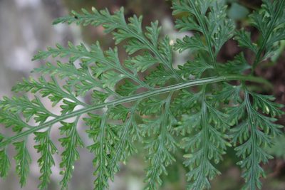 Asplenium ritoense, photographed by agujaceratops