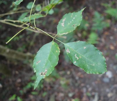 Fraxinus insularis, photographed by agujaceratops