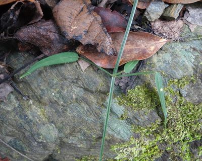 Rubia alata, photographed by agujaceratops