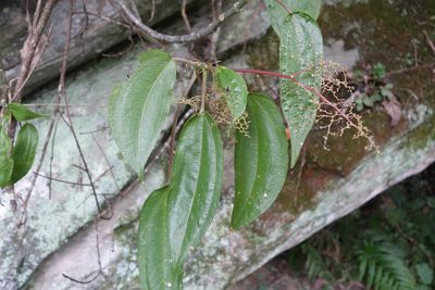 Pilea plataniflora, photographed by agujaceratops