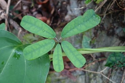 Akebia longeracemosa, photographed by agujaceratops
