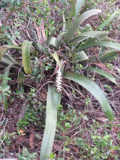 Billbergia zebrina, photographed by Diogo Luiz