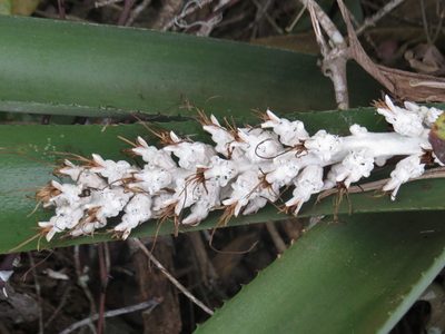 Billbergia zebrina, photographed by Diogo Luiz