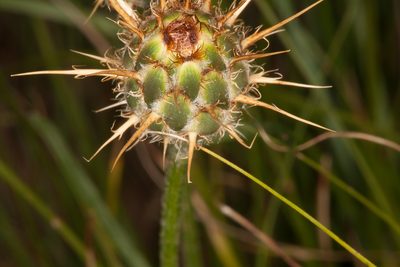 Centaurea rupestris, photographed by Drepanostoma