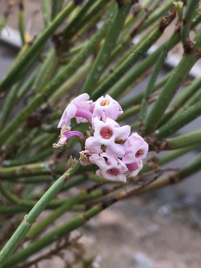 Mulguraea scoparia, photographed by Matt Berger