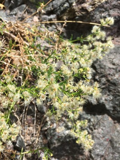 Trichogalium eriocarpum, photographed by Matt Berger