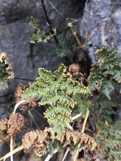 Quechuapteris glauca, photographed by Matt Berger