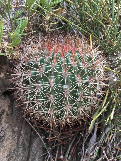 Eriosyce curvispina, photographed by Matt Berger