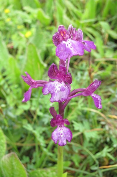 Anacamptis boryi, photographed by Ed Alverson