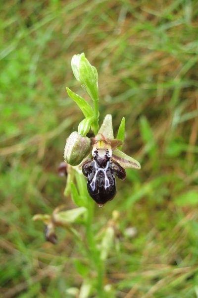 Ophrys cretica, photographed by Ed Alverson