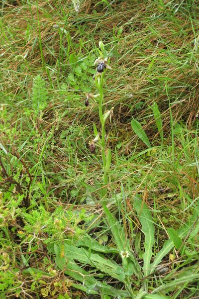 Ophrys cretica, photographed by Ed Alverson