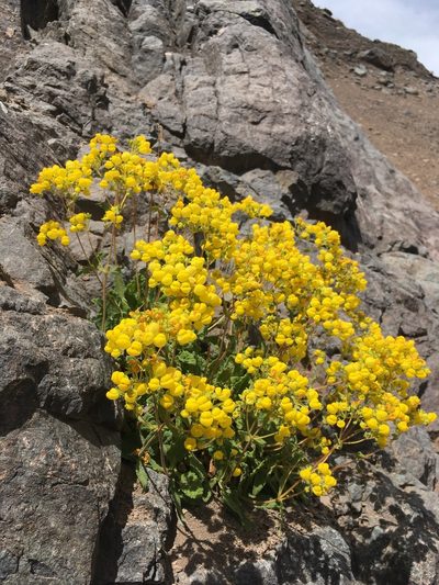 Calceolaria andina, photographed by Matt Berger