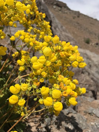 Calceolaria andina, photographed by Matt Berger