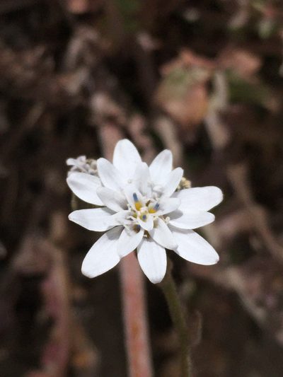 Leucheria gayana, photographed by Matt Berger