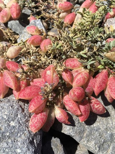 Astragalus arnottianus, photographed by Matt Berger