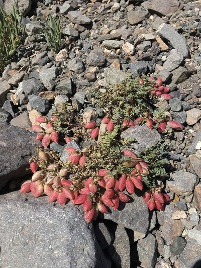 Astragalus arnottianus, photographed by Matt Berger