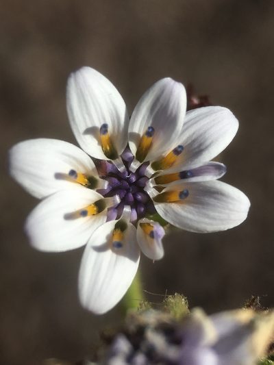 Leucheria runcinata, photographed by Matt Berger