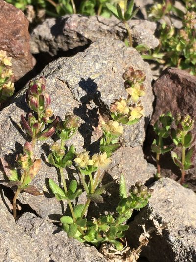 Trichogalium eriocarpum, photographed by Matt Berger