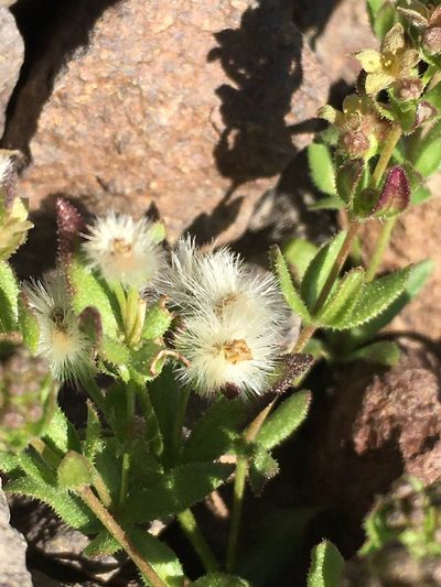 Trichogalium eriocarpum, photographed by Matt Berger