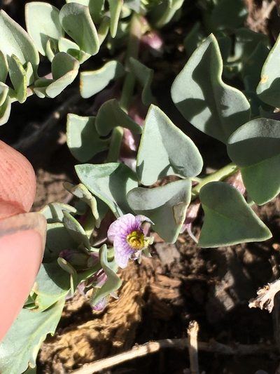 Melosperma andicola, photographed by Matt Berger