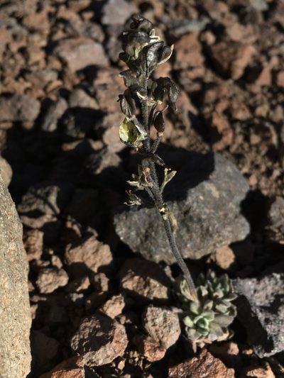 Draba gilliesii, photographed by Matt Berger
