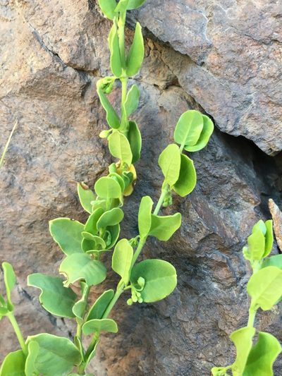Diplolepis nummulariifolia, photographed by Matt Berger