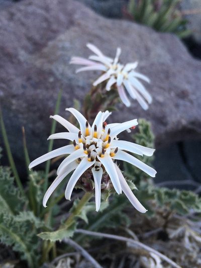 Perezia carthamoides, photographed by Matt Berger