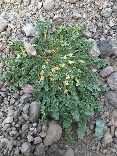 Jaborosa caulescens, photographed by Matt Berger