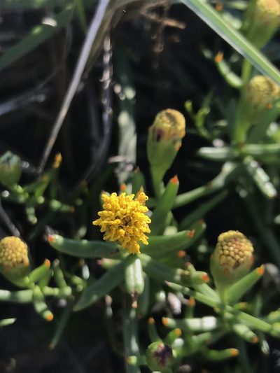 Porophyllum crassifolium, photographed by Sula Vanderplank