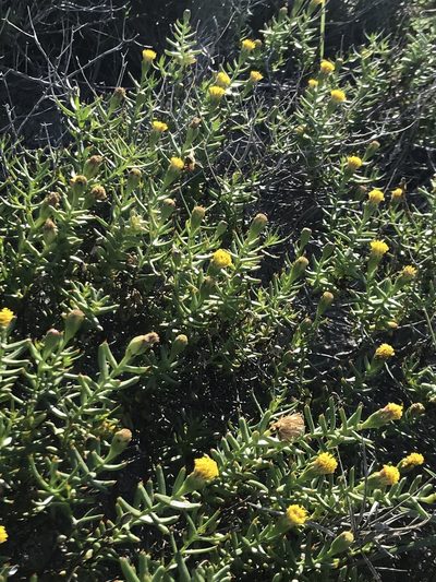 Porophyllum crassifolium, photographed by Sula Vanderplank