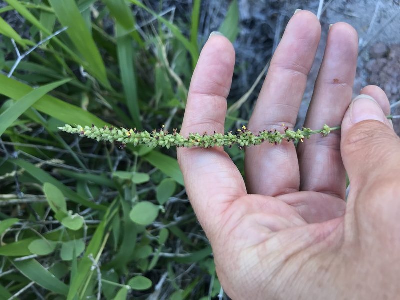 Setaria palmeri, photographed by Sula Vanderplank
