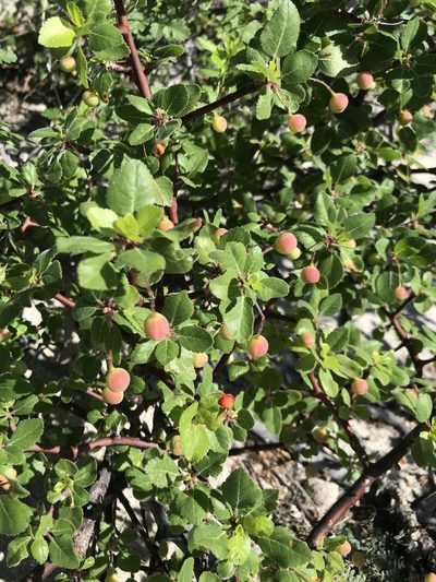 Bursera hindsiana, photographed by Sula Vanderplank