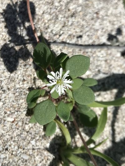 Drymaria holosteoides, photographed by Sula Vanderplank