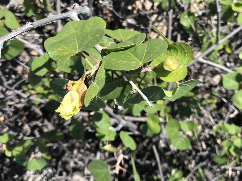Gossypium harknessii, photographed by Sula Vanderplank