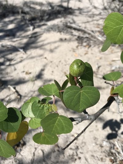 Gossypium harknessii, photographed by Sula Vanderplank