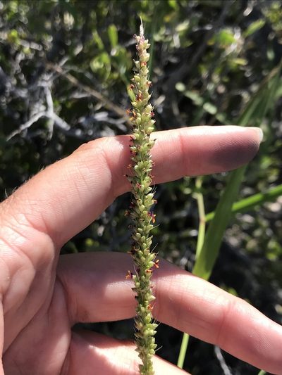 Setaria palmeri, photographed by Sula Vanderplank
