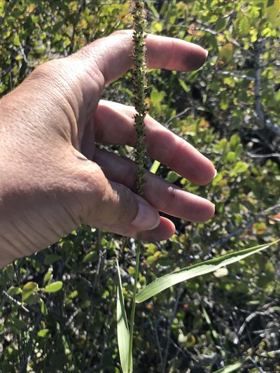 Setaria palmeri, photographed by Sula Vanderplank