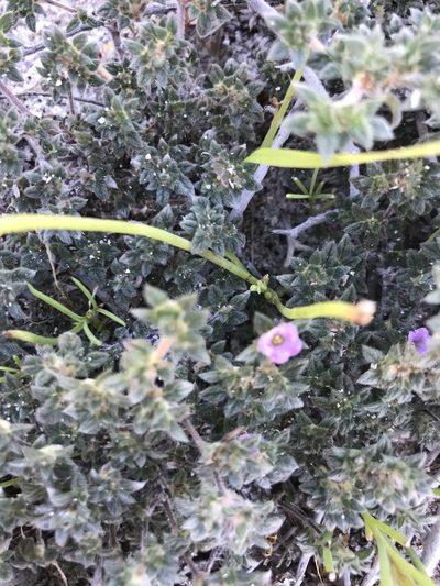 Tiquilia cuspidata, photographed by Sula Vanderplank
