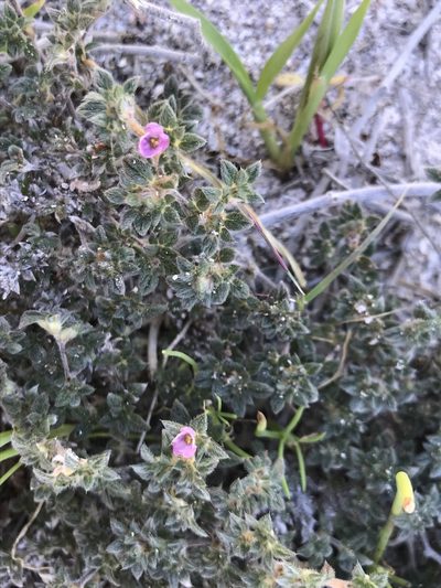 Tiquilia cuspidata, photographed by Sula Vanderplank