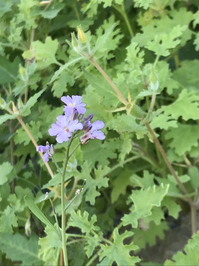 Dryopetalon palmeri, photographed by Sula Vanderplank