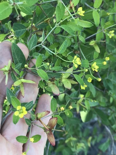 Cottsia californica, photographed by Sula Vanderplank