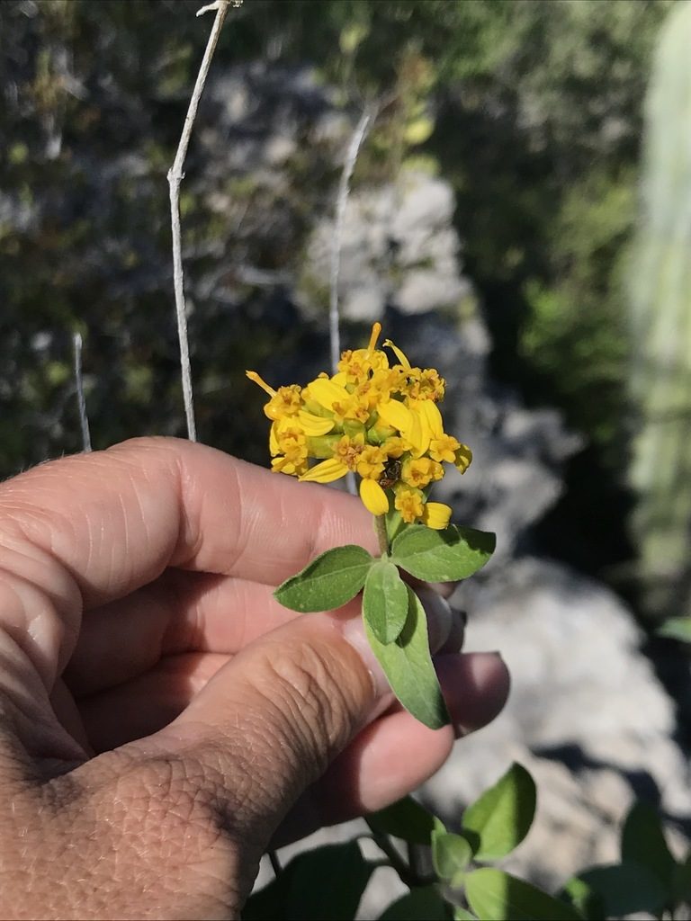 Aldama glomerata, photographed by Sula Vanderplank