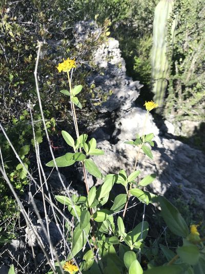 Aldama glomerata, photographed by Sula Vanderplank