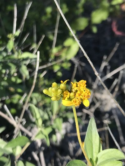 Aldama glomerata, photographed by Sula Vanderplank