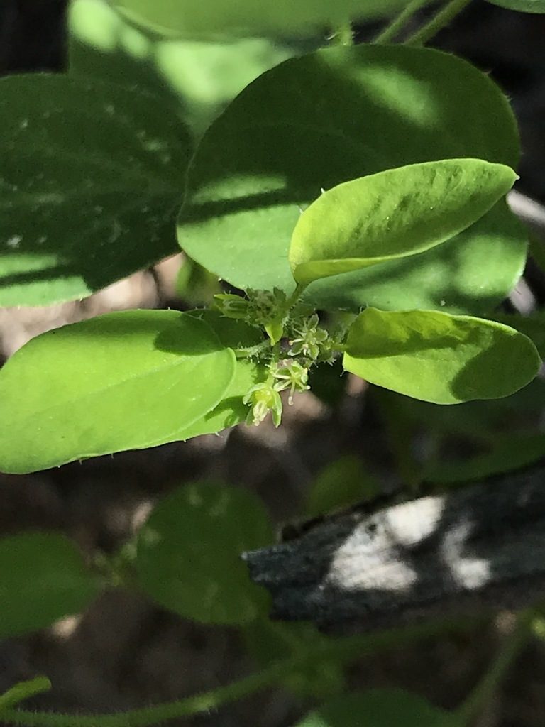 Andrachne microphylla, photographed by Sula Vanderplank
