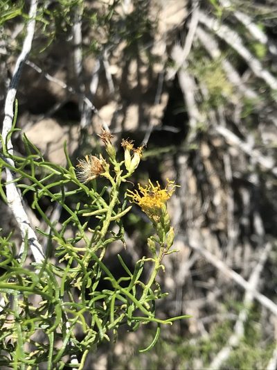 Xylothamia diffusa, photographed by Sula Vanderplank