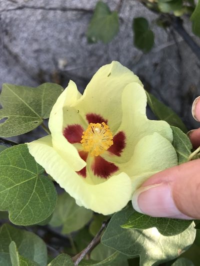 Gossypium harknessii, photographed by Sula Vanderplank