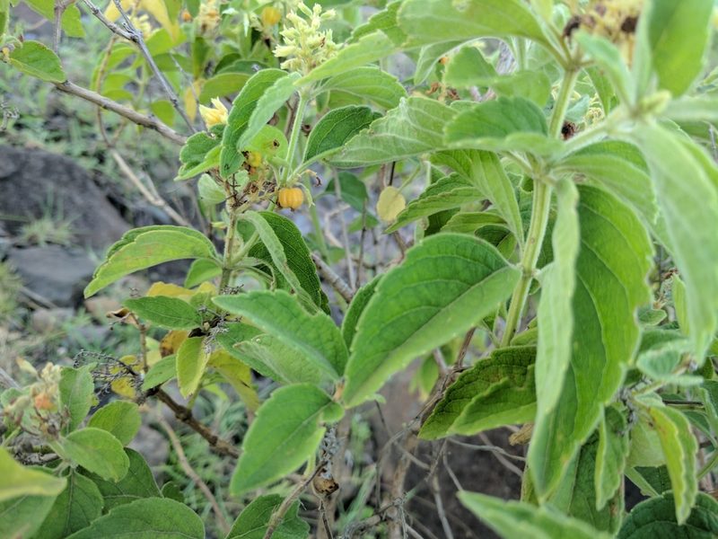 Hoslundia opposita, photographed by Elliot Kulakow