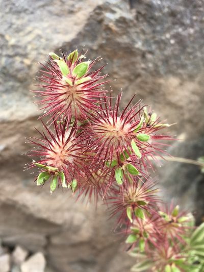 Acaena alpina, photographed by Matt Berger