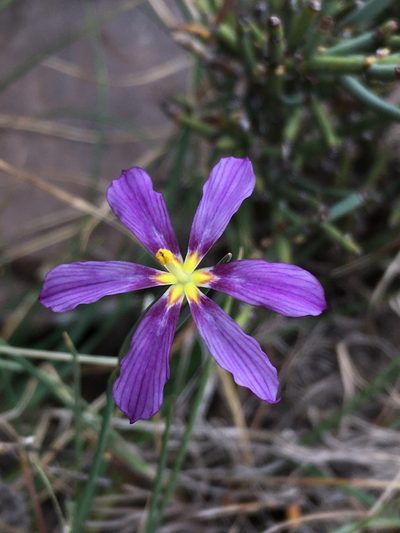 Solenomelus segethi, photographed by Matt Berger